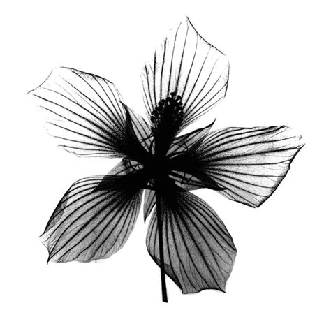 Spathyphyllum X-Ray by Bert Myers | FineArtCanvas.com – Fineartcanvas.com