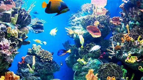 aquarium poissons - Bing images