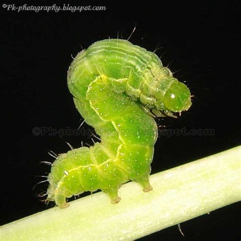 Green Caterpillars | Nature, Cultural, and Travel Photography Blog