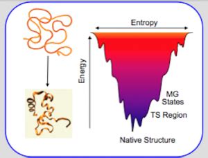 Protein Folding – Dyer lab