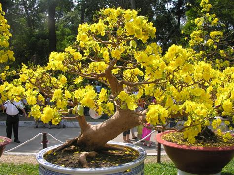 Nghệ thuật Bonsai Mai Vàng Việt Nam