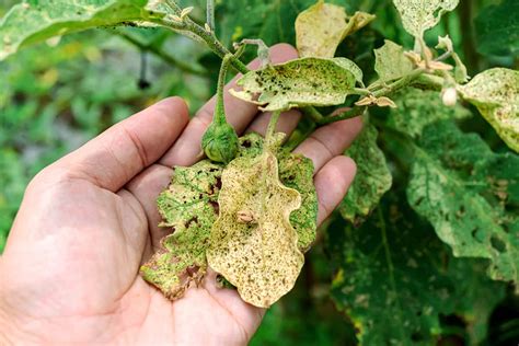 Eggplant Plant Leaves Turning White Multiple Colors | dpise2022.dps ...