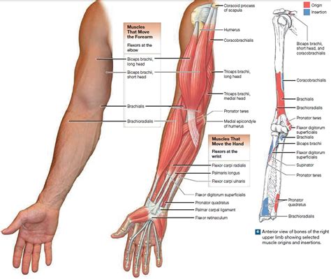 Image result for biceps brachii origin and insertion | Muscle diagram ...