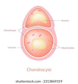 4 Osteoarthritis Chondrocytes Images, Stock Photos, 3D objects ...