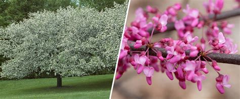 Flowering Trees | Minnesota Hardy