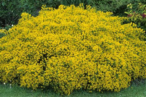 10 Best Shrubs With Yellow Flowers