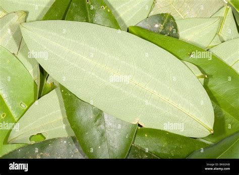 Coca leaves (Erythroxylum coca Stock Photo - Alamy