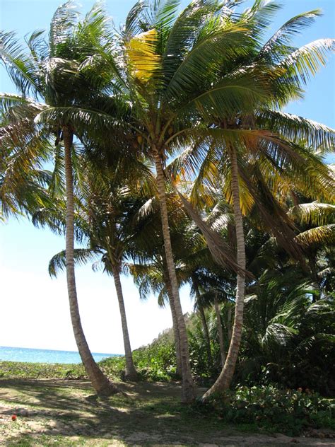 Kostenlose foto : Strand, Meer, Baum, Palme, Sommer-, Ferien, Dschungel, tropisch, Seelandschaft ...