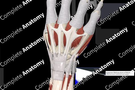 Extensor Retinaculum of Wrist | Complete Anatomy