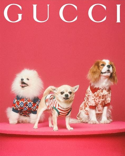 Gucci unveils surprising and delightful Gucci Pet Collection