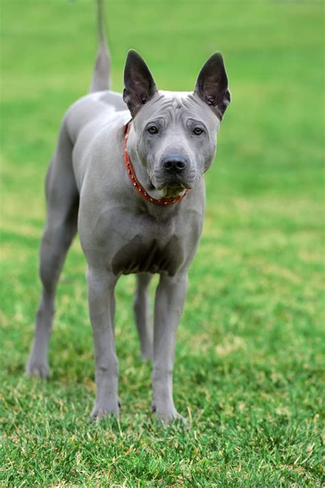 The Peruvian Hairless Dog - Journey Machu Picchu