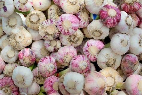 8 Essential Garlic Varieties for You to Plant This Fall - Garden and Happy