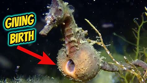 Seahorse Giving Birth Video