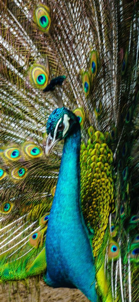 Wallpaper Peacock, tail open, beautiful feathers 7680x4320 UHD 8K ...