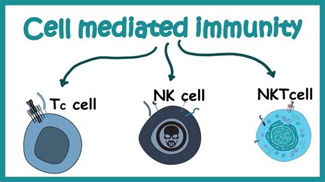 Cell Mediated Response