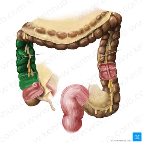 Colon: Anatomy, histology, composition, function | Kenhub