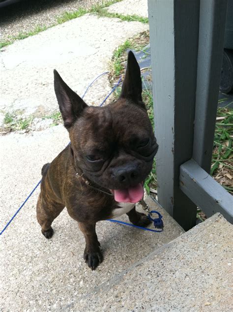 Boston terrier/French bulldog mix | French bulldog mix, Bulldog, French ...