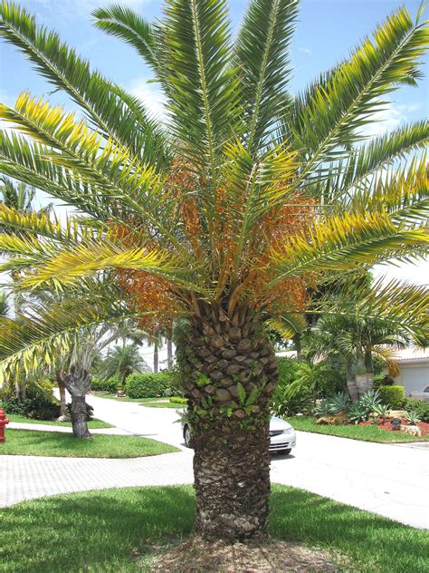 Canary Island Date Palm Tree | Palms | Pinterest