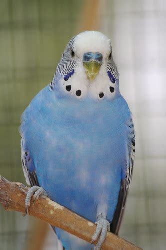 Budgerigar – Living the Scientific Life (Scientist, Interrupted)