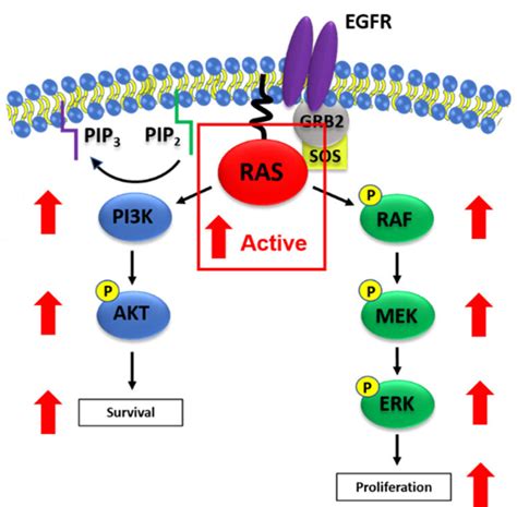 Oncogenic RAS activation of MAPK and PI3K/AKT signaling. Figure 2... | Download Scientific Diagram