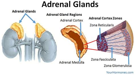 Adrenal Glands Zones | Your Hormones | Adrenal glands, Adrenal cortex, Adrenals