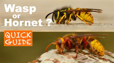 Difference Between Wasp And Hornet