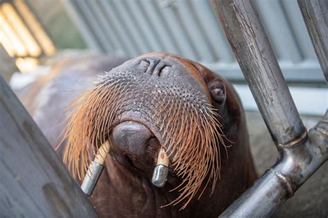 Walrus Lakina Gets A Protective Tusk Crown - Point Defiance Zoo & Aquarium