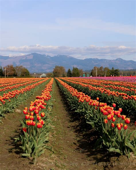 Skagit Valley Tulip Festival in Mt Vernon, Washington