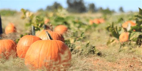 Pumpkin Growing: 4 Expert Tips To Keep In Mind - StressedMum