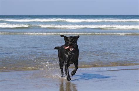 Maverick the Black Lab at the Del Mar Dog Beach San Diego Pet ...