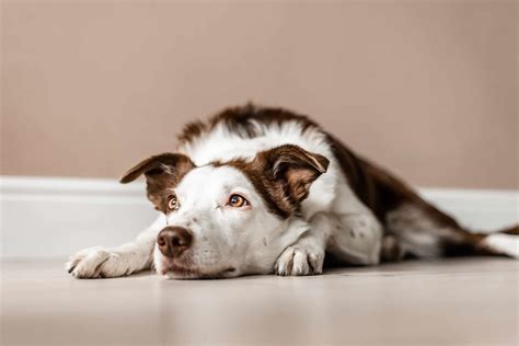 Border Collie dog laying down indoors | Pet Dog Owner