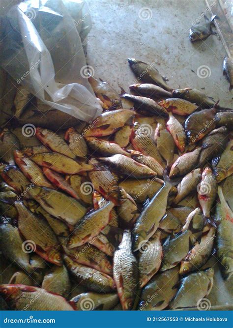 The Common Bream, Freshwater Bream, Bream, Bronze Bream,[2] or Carp ...