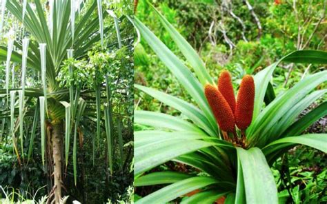 Pohon Buah Merah Papua Banyak Di Cari Untuk Herbal