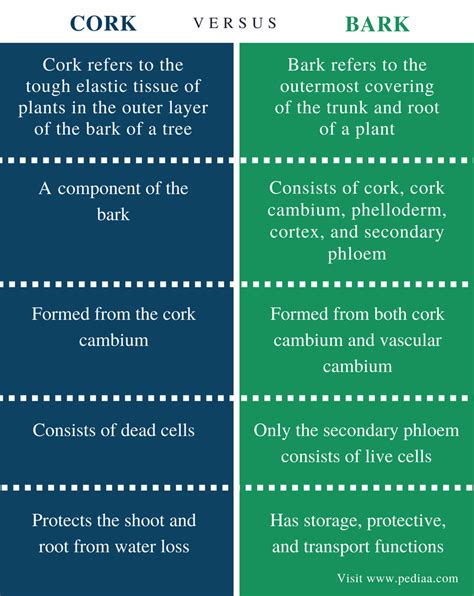 Difference Between Cork and Bark | Definition, Structure, Function