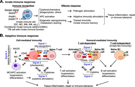 Innate-adaptive immunity interplay in immune response. A. Innate immune ...