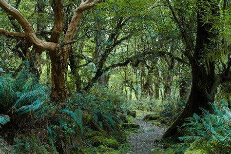 Fiordland Day Walks | Tracknet Transport