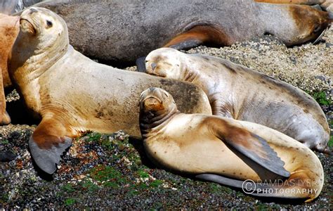 Argentina Wildlife – Ramdas Iyer Photography