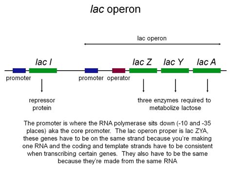 Lac Operon : Regulation of Gene Expression in Prokaryotes