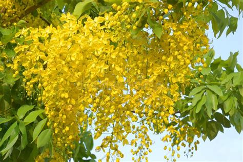 Cassia Fistula Flower on Tree Stock Image - Image of decoration, natural: 183526499