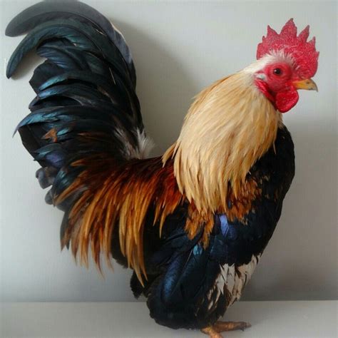 Serama Serama Chicken, Bantam Chicken Breeds, Bantam Chickens, Chickens And Roosters, Chickens ...