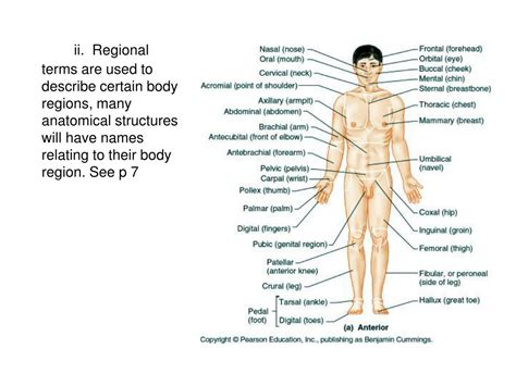 PPT - Human anatomy PowerPoint Presentation, free download - ID:1197335