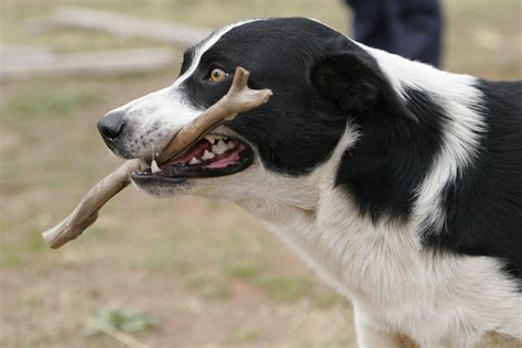 File:Dog retrieving stick.jpg - Wikimedia Commons