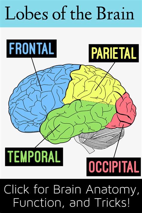 Lobes of the brain cerebral cortex anatomy function labeled diagram ...