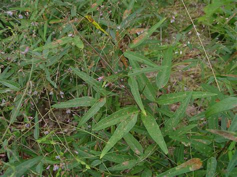 Desmodium paniculatum (panicled tick-trefoil): Go Botany