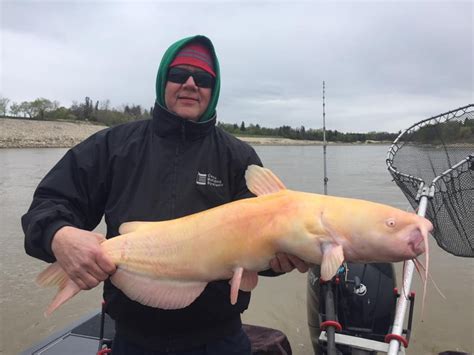 Rare albino catfish hooked in the Red River | CBC News