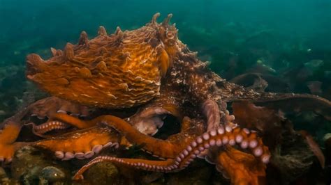 9 Giant Pacific Octopus Facts That Will Blow Your Mind - OctoNation - The Largest Octopus Fan Club!