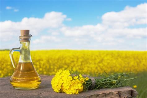 Rapeseed Oil 7 Super Health Benefits And Abundant Vitamin E