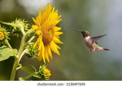 391 Hummingbird Sunflower Images, Stock Photos & Vectors | Shutterstock