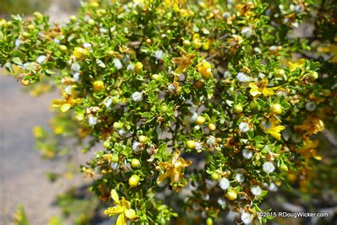 Fun Photo Friday — Spring Flowers in the Desert | R. Doug Wicker — Author