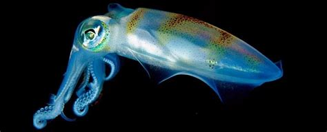 Scientists now know how squid 'exquisitely optimized' camouflage in shimmery shallows - Nexus ...